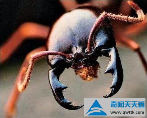 食人蚁
