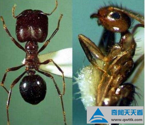 食人蚁
