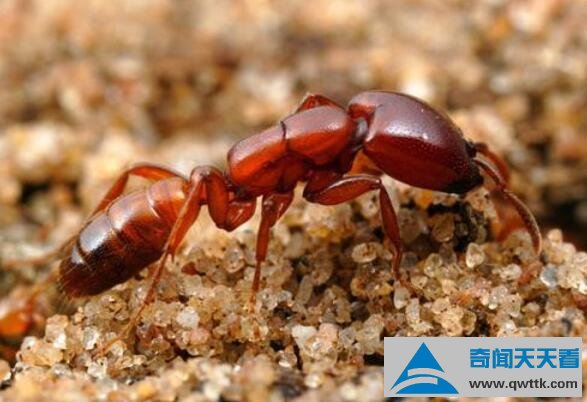 食人蚁