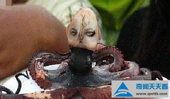 印尼章鱼人